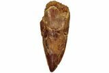 Serrated, Raptor Tooth - Real Dinosaur Tooth #216529-1